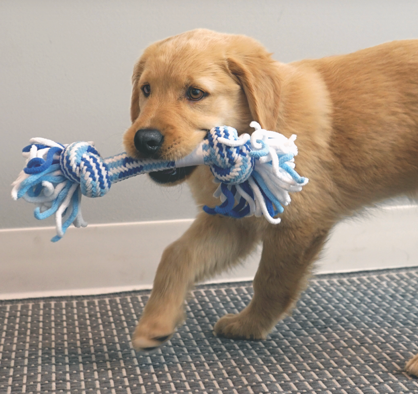 Kong Puppy Rope Toys