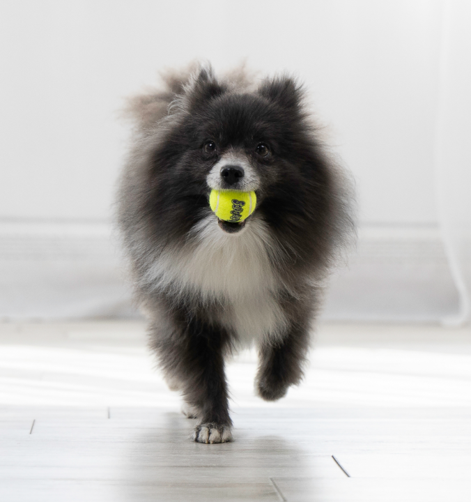 Kong Squeakair Balls Small 3Pack