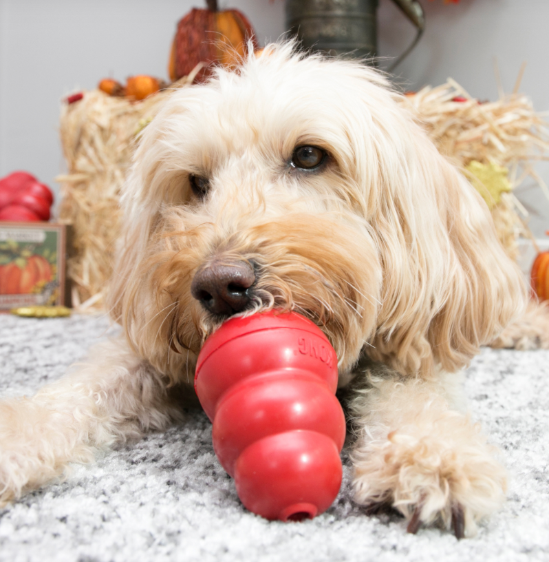 Kong Original Small
